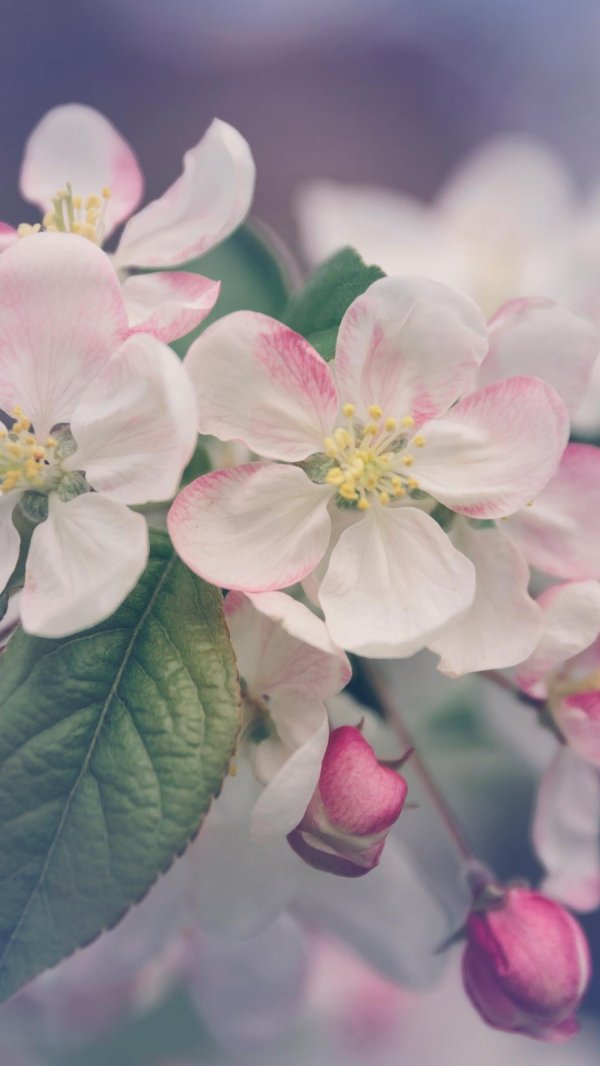 яблоня спринг брайд