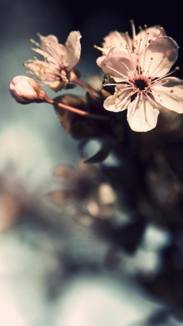 цветок макро