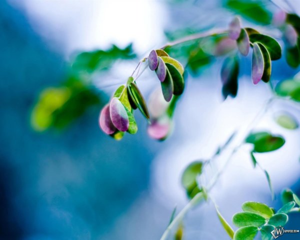 макросъемка природа