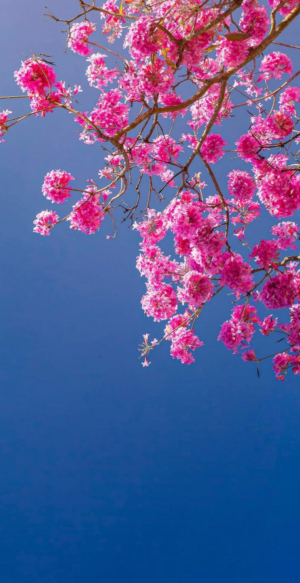 цветущие деревья