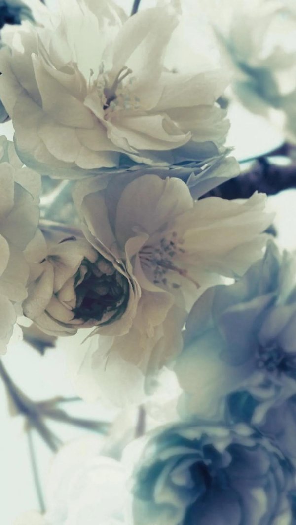 нежный цветок