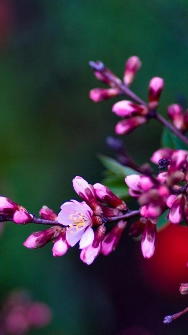 миндаль ледебура