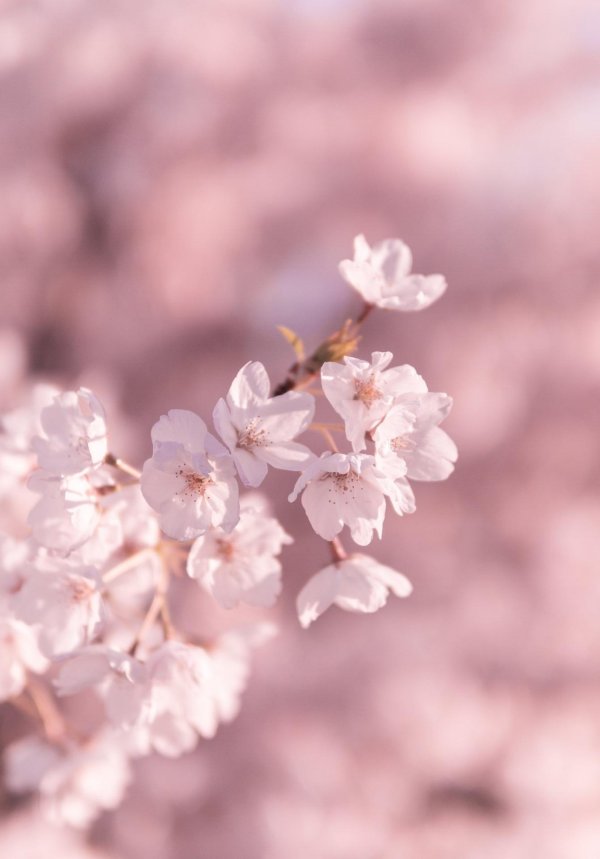 розовое цветение