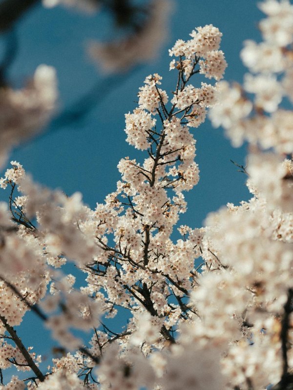 цветущие деревья