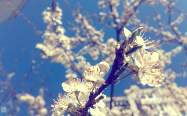 цветет абрикос