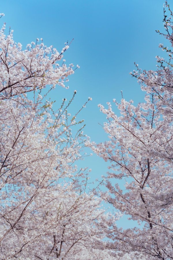 сакура весной