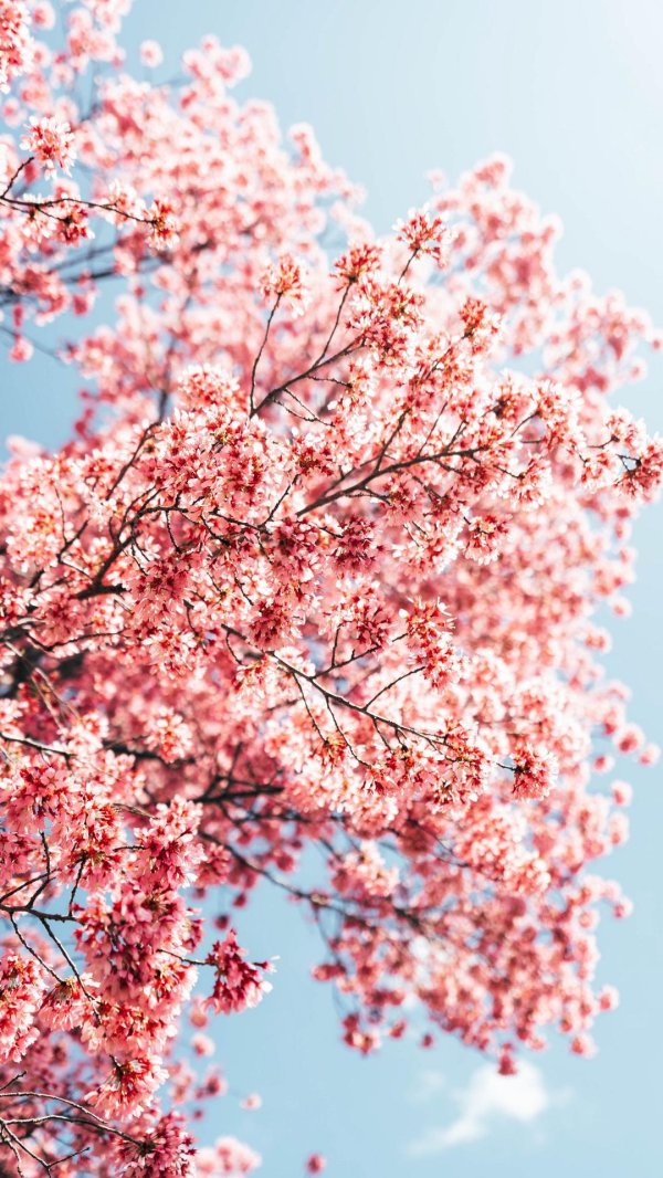 сакура дерево