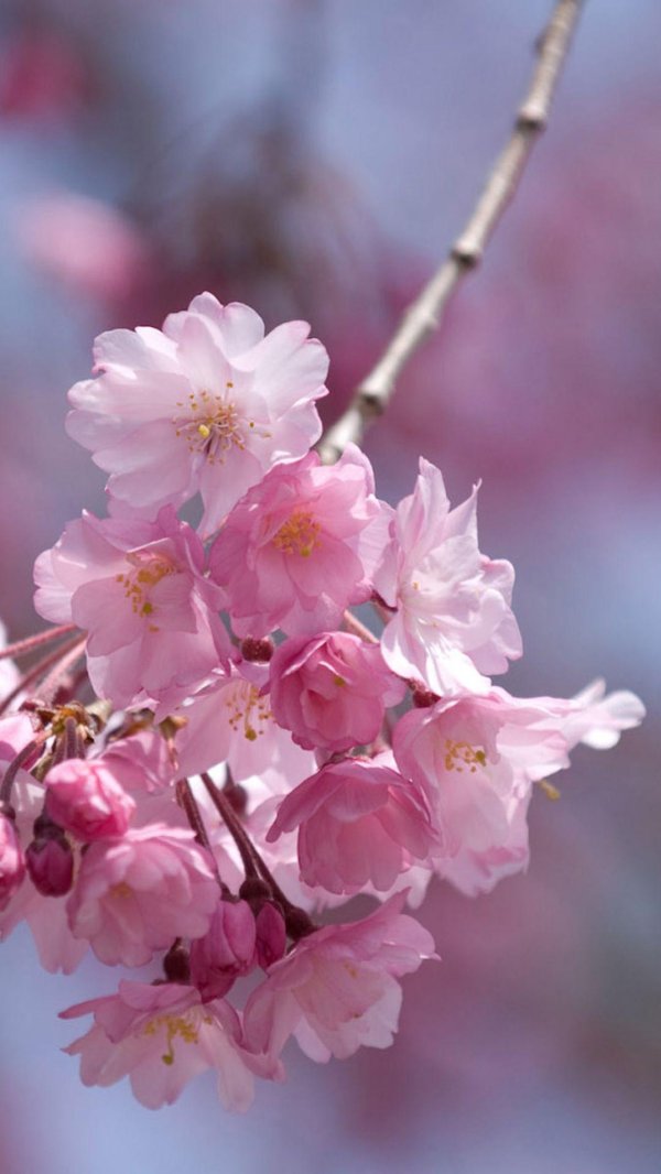 сакура пинк