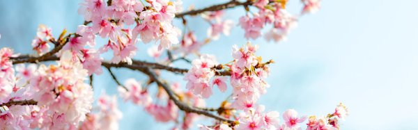 фон весенний