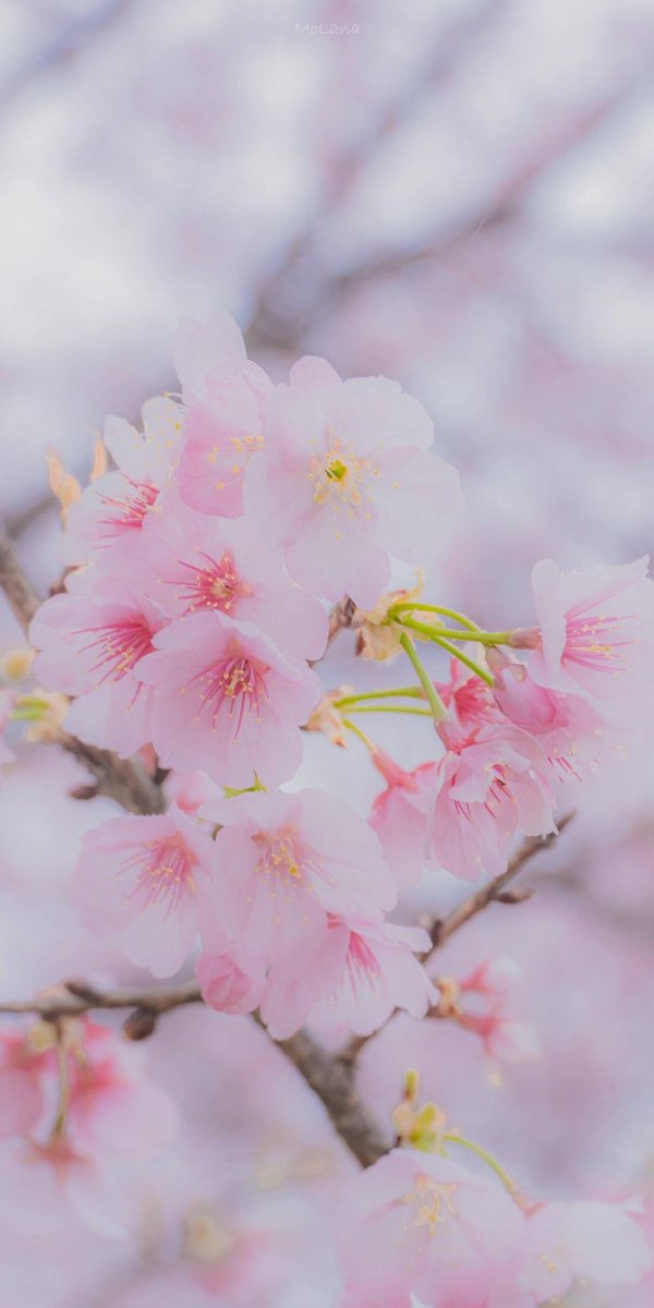 На рабочий стол телефона весна вертикальные