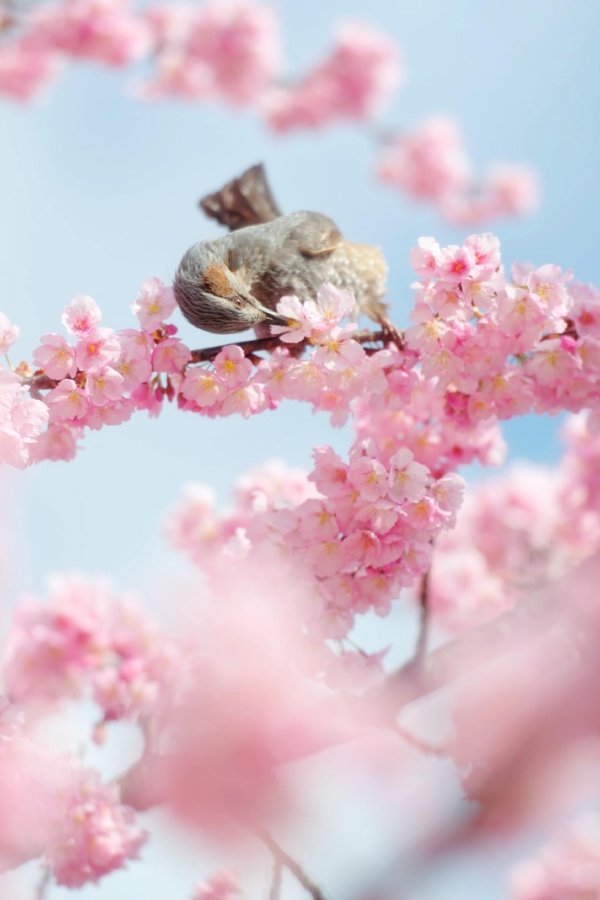 птицы весна