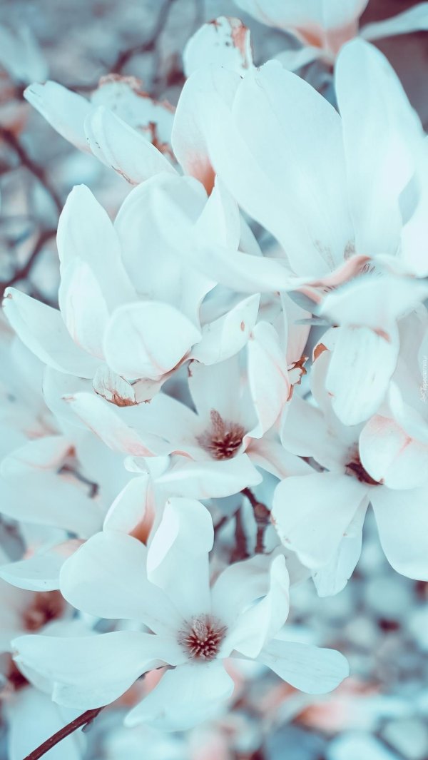 магнолии суланжа