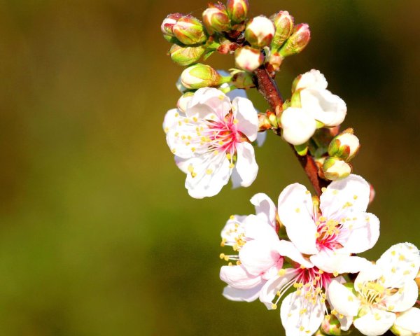 цветение абрикоса