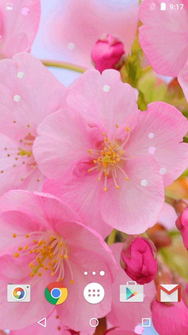 яблоня черри блоссом