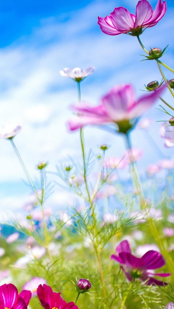 летние цветочки