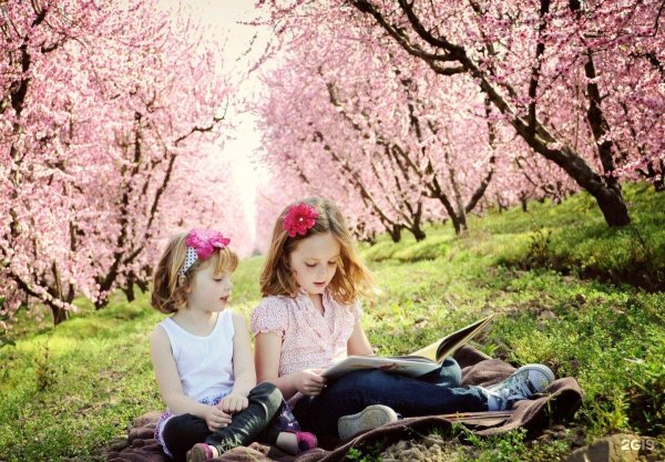 цветение сакуры