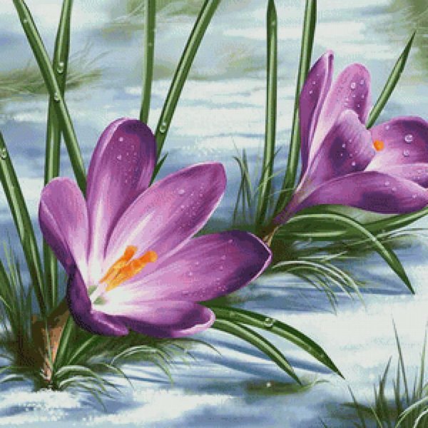 цветок крокус