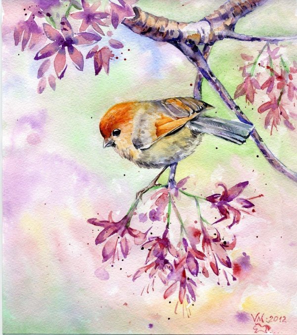акварельные птицы