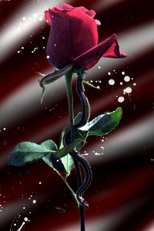 бордовые розы с шипами