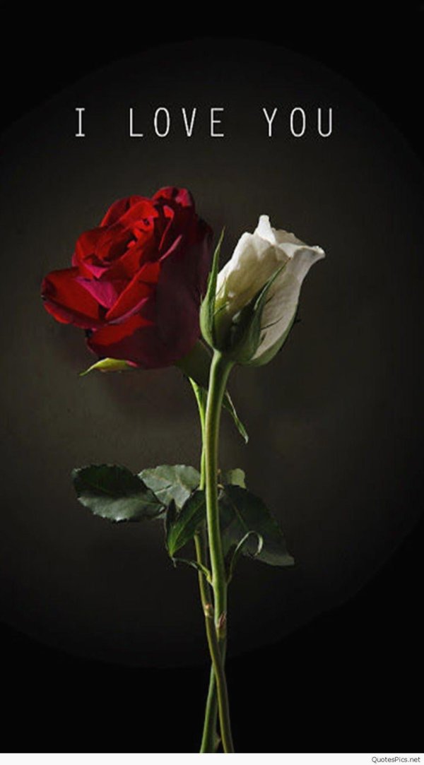 любимые розы