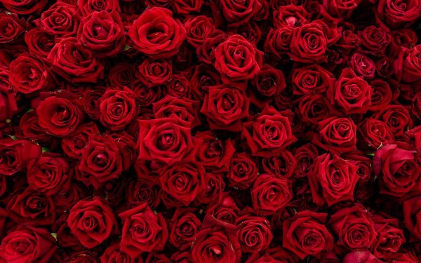 фон красные розы