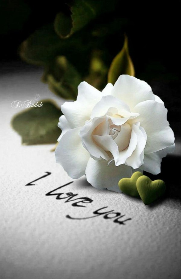 цветы романтика