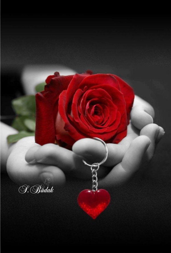 сердце с розами