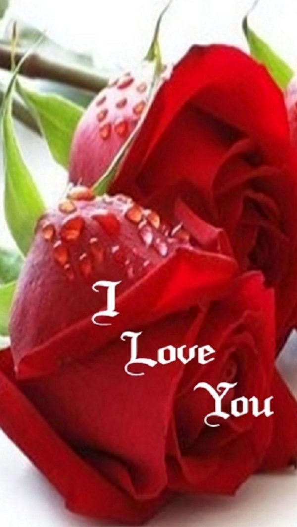 red rose i love you