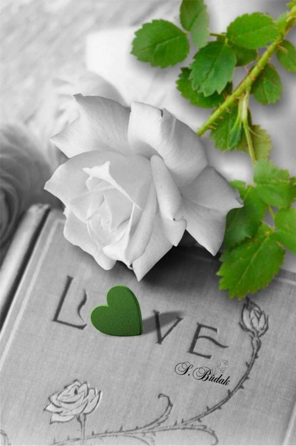 цветы романтические