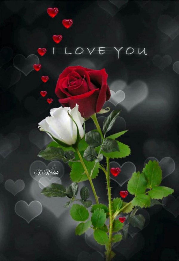 любимые розы