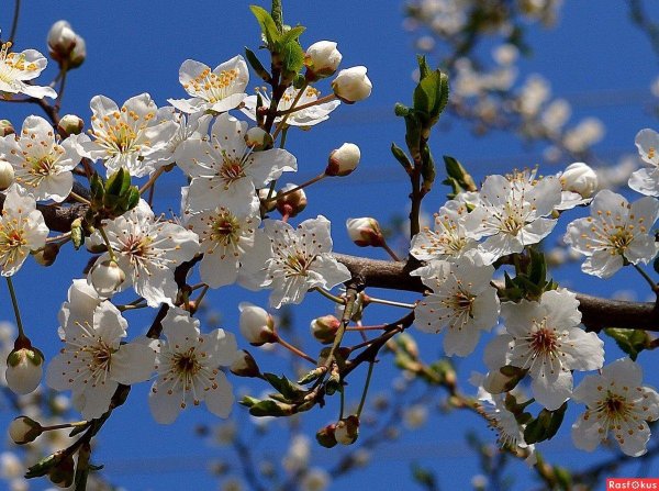 цветет вишня