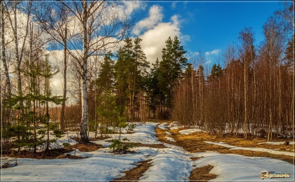 апрельские проталины
