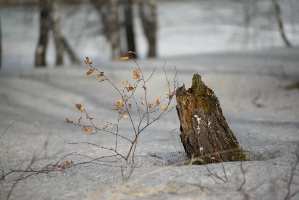 пень зимой