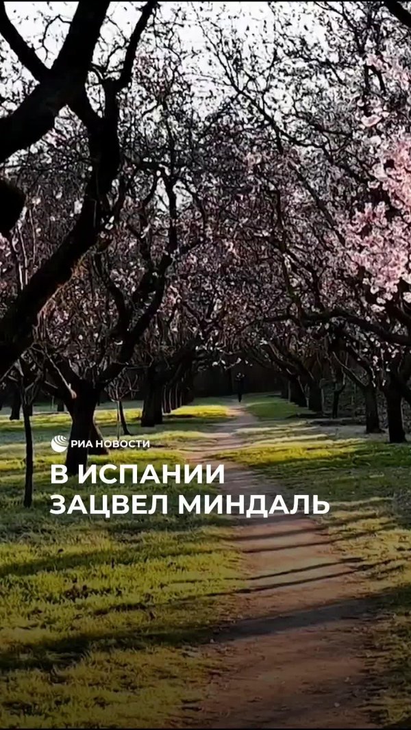 цветущий миндаль испания