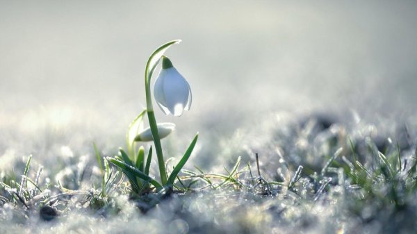 красивые подснежники