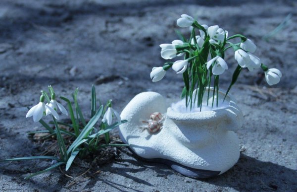 мк подснежники пролески