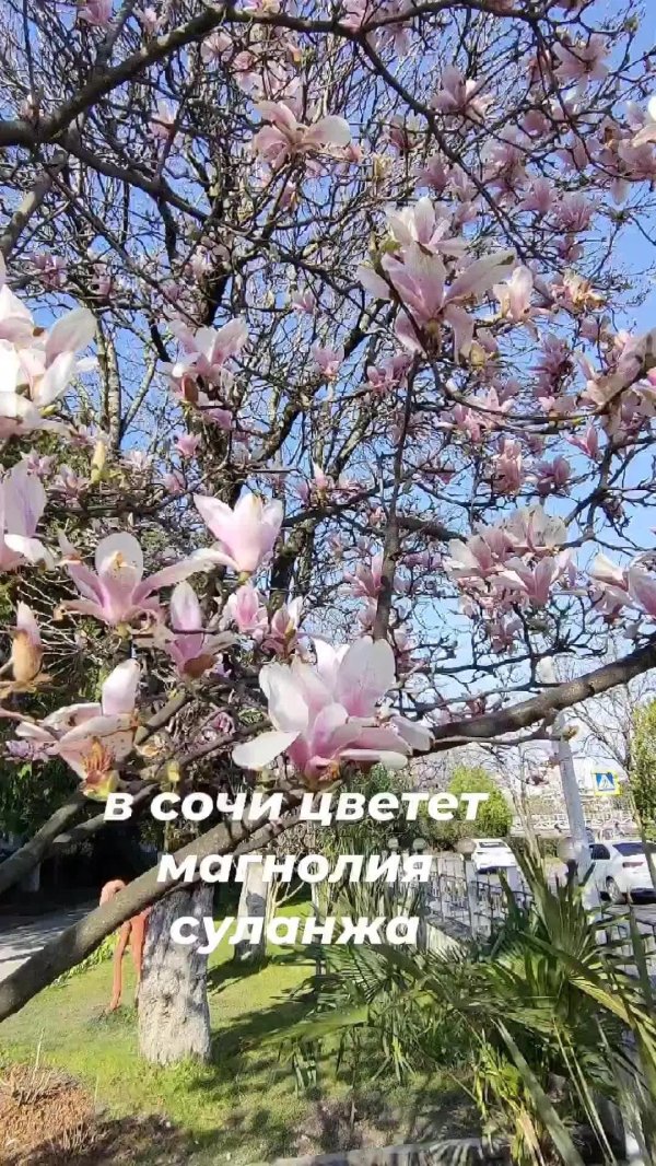 магнолия суланжа галакси