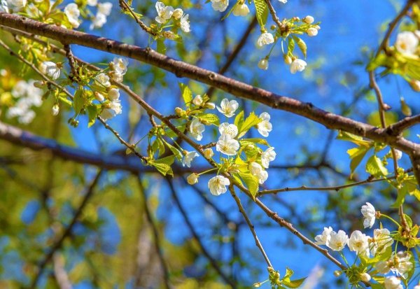 цветение весной