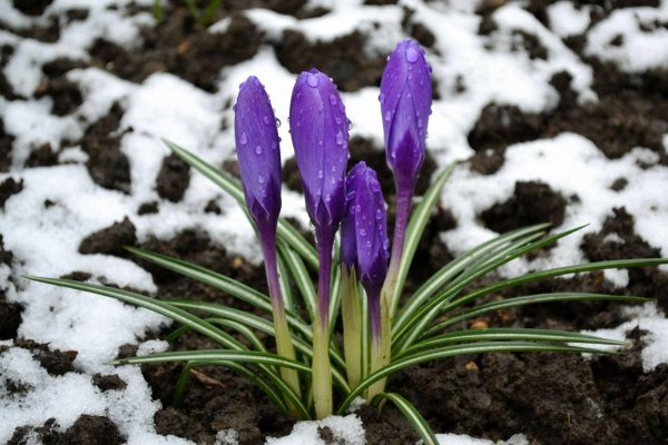 фиолетовый подснежник рдо