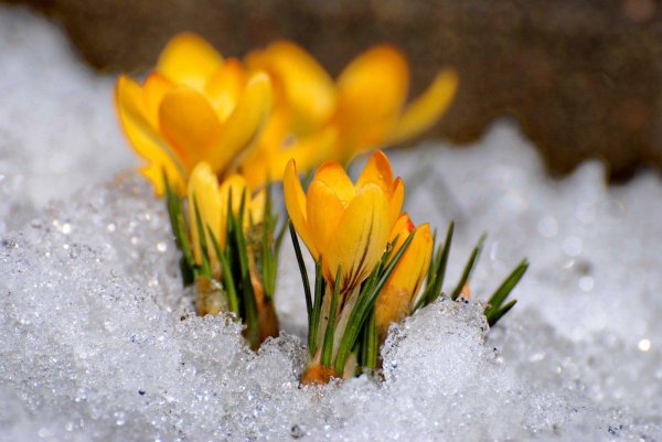 весенний снег