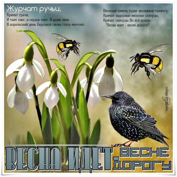 скворец обыкновенный