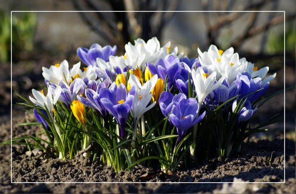 растение крокус