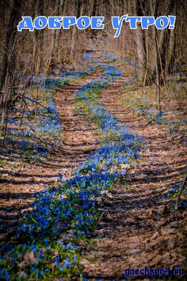 весенняя дорога