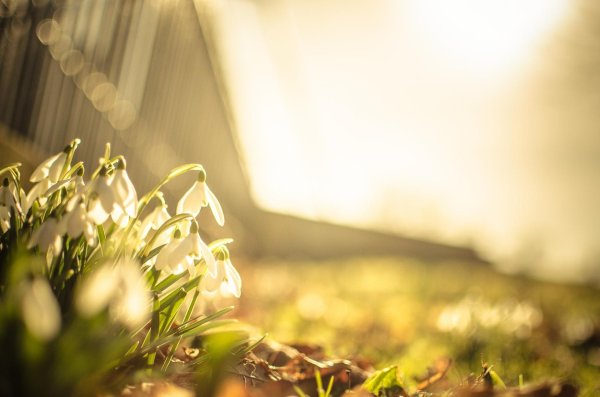 весенние фоны