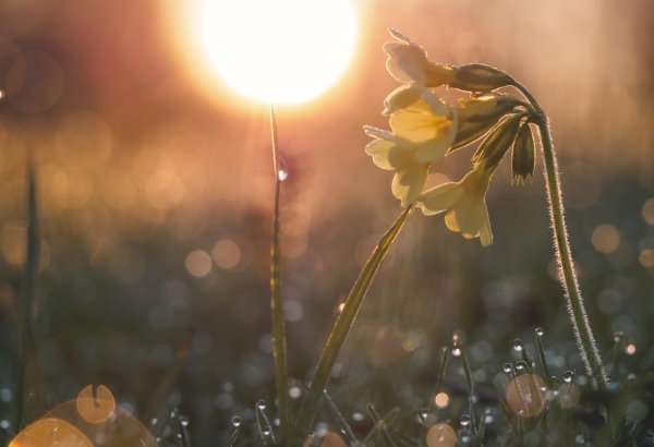 первоцвет цветок