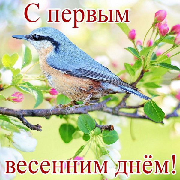 поползень обыкновенный