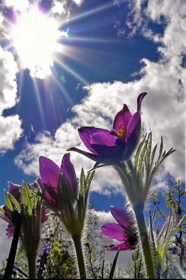 сон трава прострел