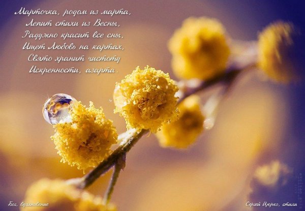 8 марта мимоза