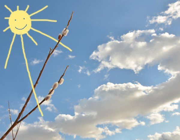 веточка вербы