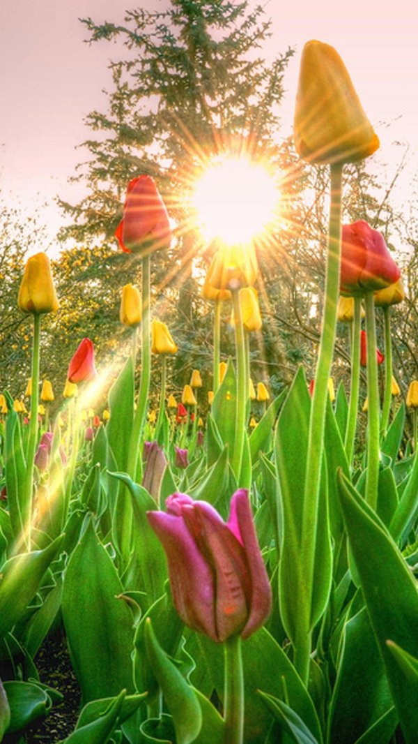 тюльпан красивый